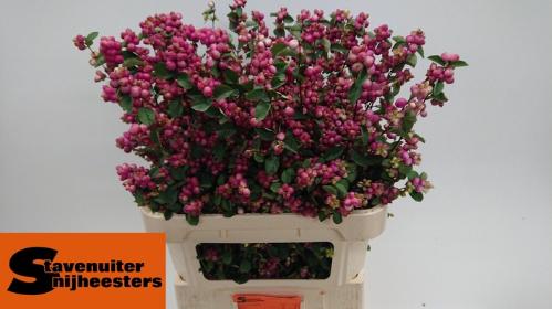 Symphoricarpos Magical Treasure