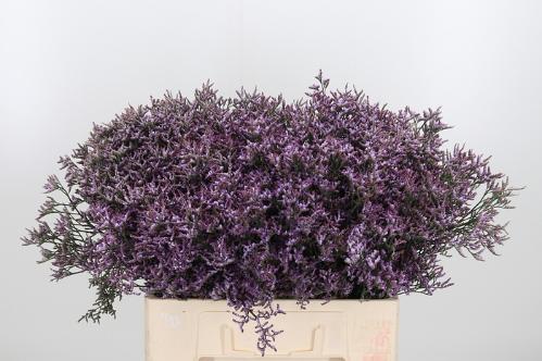 Limonium Safora Lilac