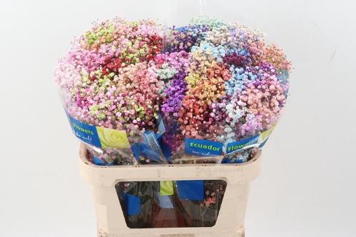 Gypsophila overig kleurbehandeld H%
