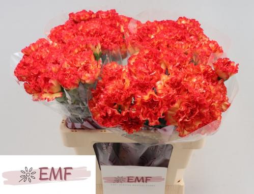 Dianthus standaard 'Zenit'