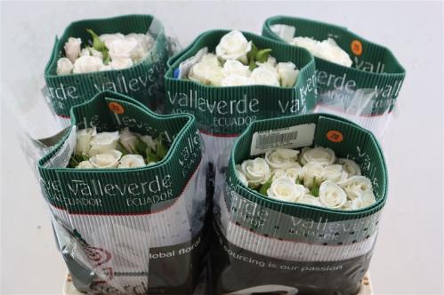 Rosa grootbloemig overig