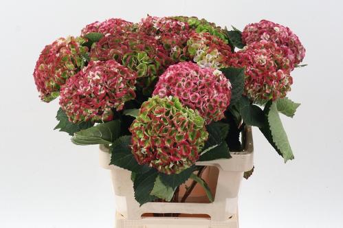 Hydrangea macrophylla Magical Revolution (classic)