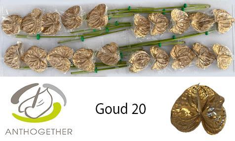 Anthurium Andreanum Grp kleurbehandeld H%