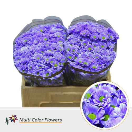 Chrysanthemum (Indicum Grp) tros santini  AAA Bowie kleurbehandeld H%