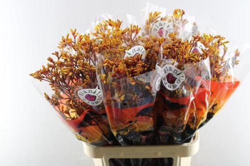 Anigozanthos 'Gold Fever'