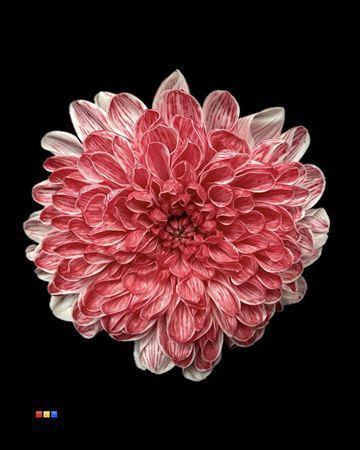 Chrysanthemum Indicum Grp tros kas kleurbehandeld H%