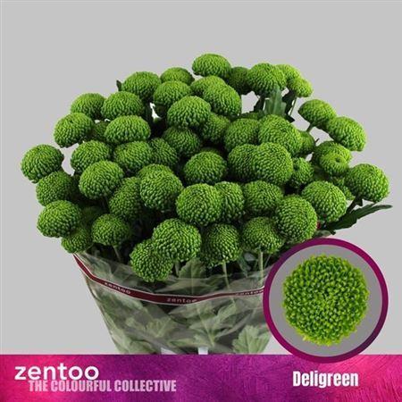 Chrysanthemum (Indicum Grp) tros Deligreen