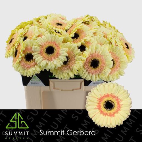 Gerbera grootbloemig 'Cartizze'