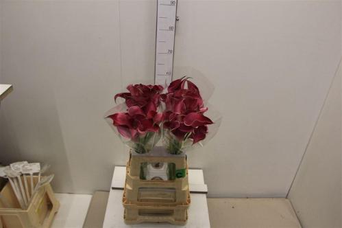 Zantedeschia 'Pink Jewel'