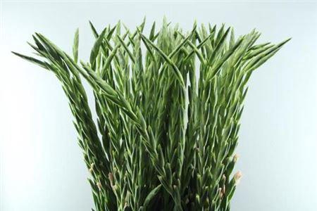 Gladiolus grootbloemig 'Adrenalin'