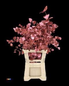 Eucalyptus cinerea kleurbehandeld per bos H%