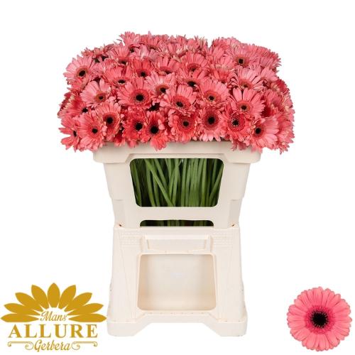 Gerbera mini Vidal