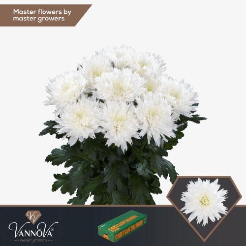 Chrysanthemum (Indicum Grp) geplozen Undercover