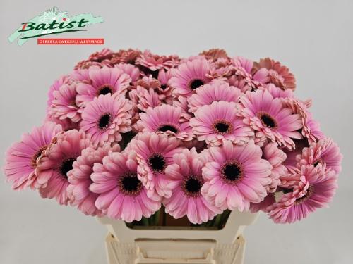 Gerbera mini Esmee
