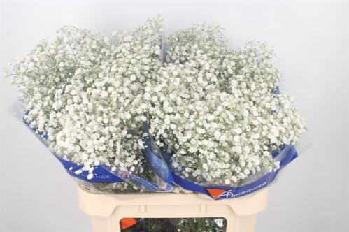 Gypsophila paniculata Xlence