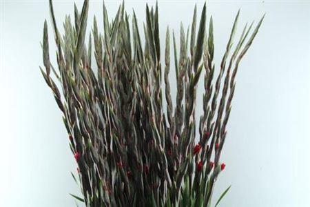 Gladiolus grootbloemig 'Fairytale Pink'