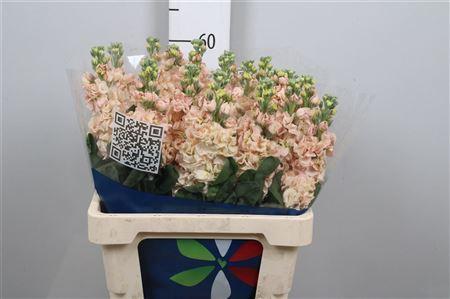 Matthiola incana 'Iron Apricot'