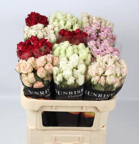 Rosa tros gemengd in fust