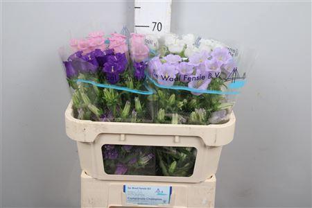 Campanula medium gemengd