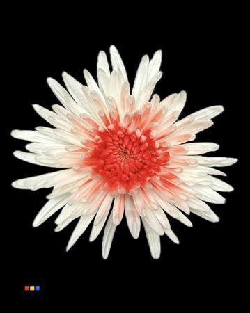 Chrysanthemum geplozen kas kleurbehandeld H%