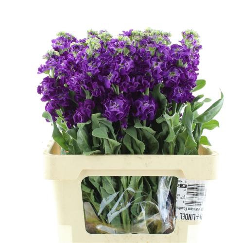 Matthiola incana 'Iron Purple'