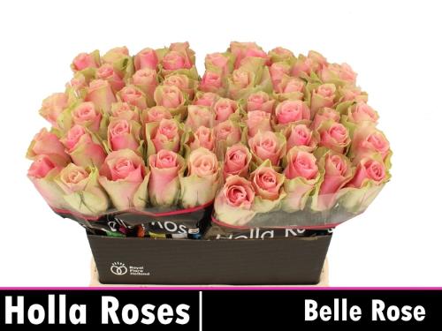 Rosa grootbloemig Belle Rose