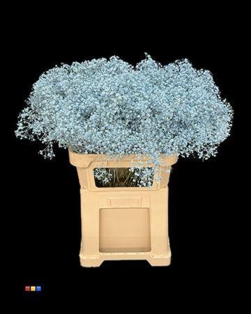 Gypsophila overig kleurbehandeld H%