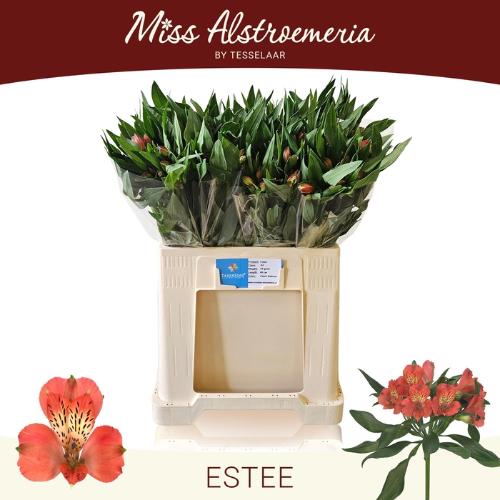 Alstroemeria Estee