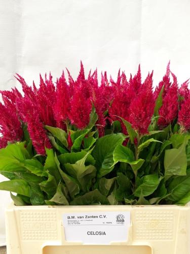 Celosia Plumosa Grp 'Century Purple Rose'