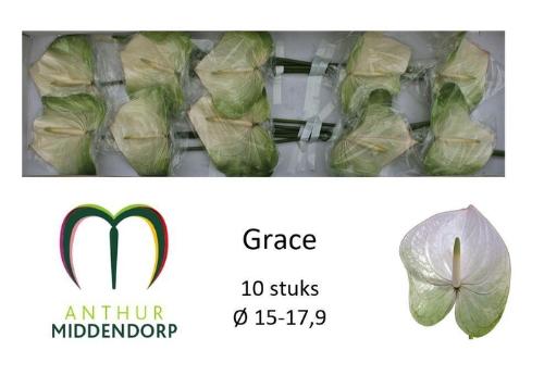 Anthurium Andreanum Grp 'Grace'