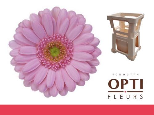 Gerbera mini 'Kimsey'