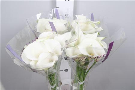 Zantedeschia 'Captain Ventura'