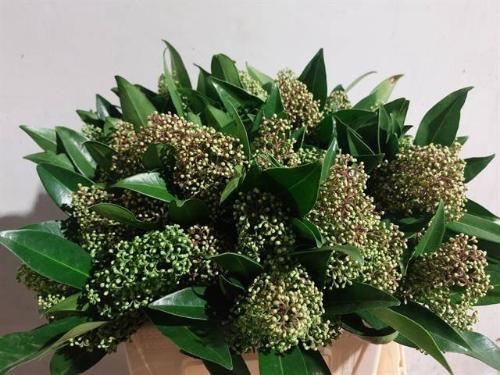 Skimmia per bos confusa 'Kew Green'
