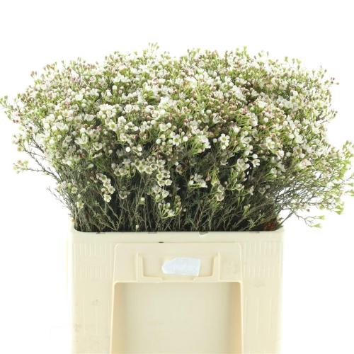 Chamelaucium 'Blondie'