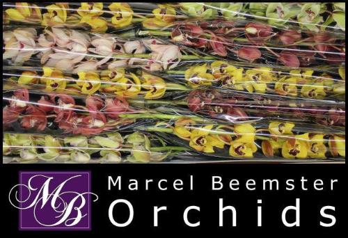 Cymbidium mini per tak gemengd