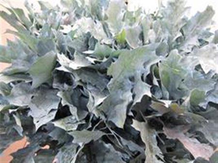 Quercus rubra kleurbehandeld H%