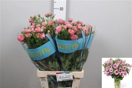 Ranunculus Butterfly Hera