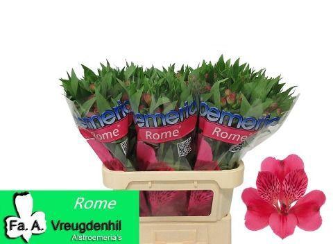 Alstroemeria Rome
