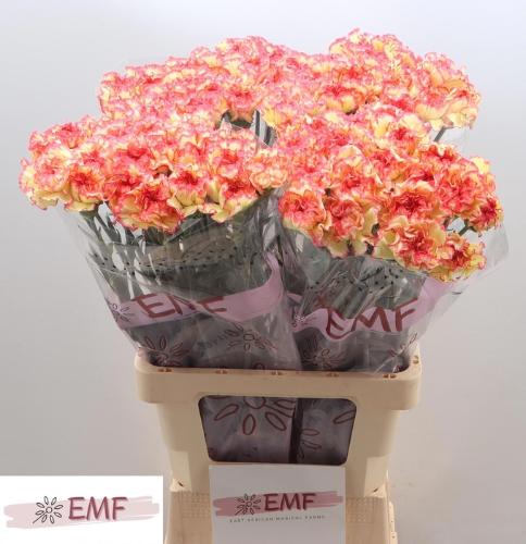 Dianthus standaard 'Lorca'