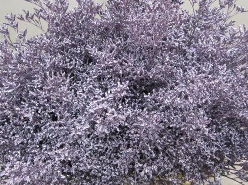 Limonium overig kleurbehandeld H%