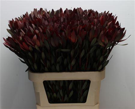 Leucadendron 'Safari Sunset'