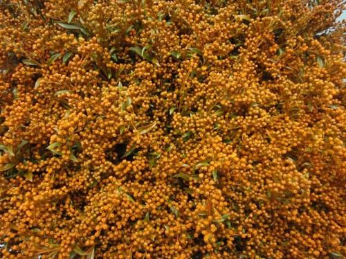 Solidago kleurbehandeld H%