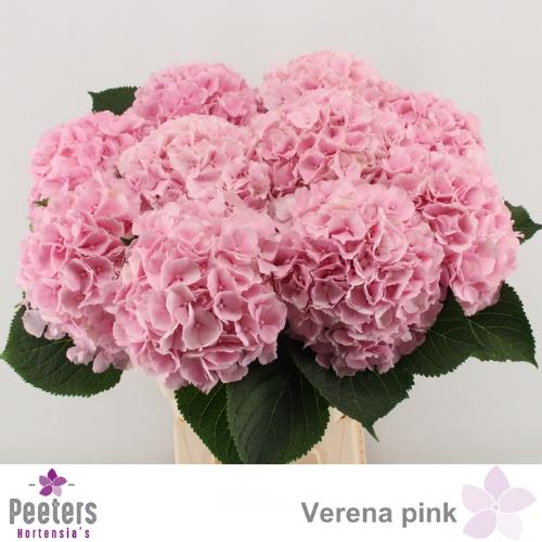 Hydrangea macrophylla 'Verena'