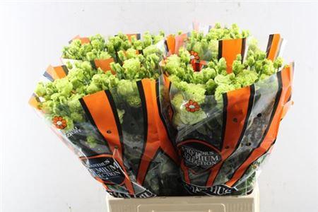 Eustoma russellianum gevuldbloemig 'Rosanne Bright Green'