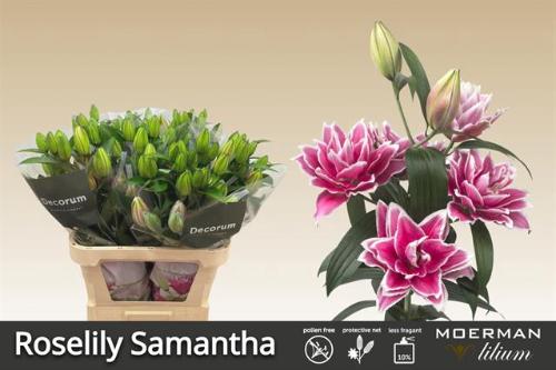 Lilium Oriental dubbel Grp Roselily Samantha
