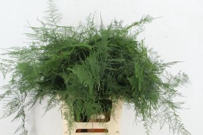 Asparagus setaceus overig