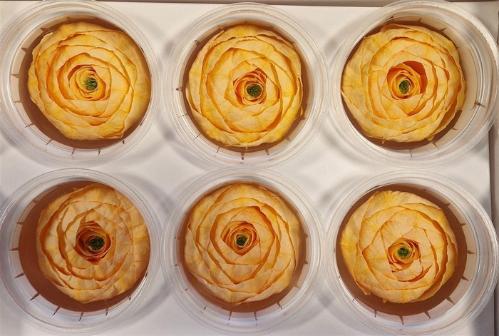 Rosa grootbloemig kleurbehandeld H%