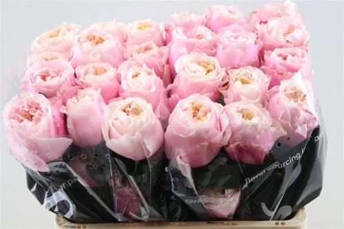 Rosa grootbloemig Notting Hill