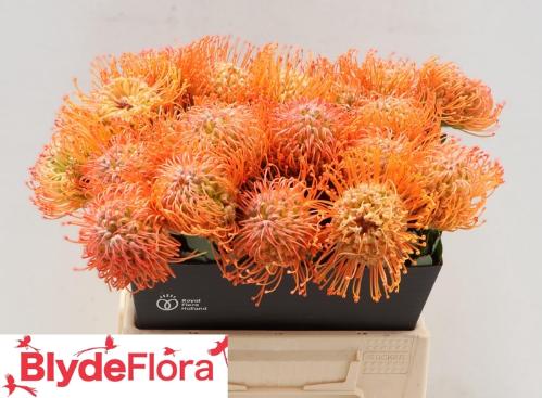 Leucospermum 'Queen Juliana'