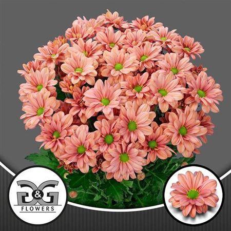 Chrysanthemum (Indicum Grp) tros Summer Love